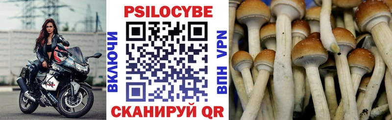 что такое Избербаш Псилоцибиновые грибы GOLDEN TEACHER